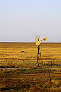 Australia, sa, south australia, penong, sheep, windmill, windmills, outback, australian outback, outback australia.