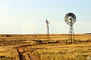 Australia, sa, south australia, sheep, penong, windmill, windmills, outback, australian outback, outback australia, road, roads, dirt, dirt road, dirt roads, unsealed, unsealed road, unsealed roads.