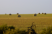 Australia, sa, south australia, Rural, Rural Scene, Rural Scenes, Agriculture, farm, farms, Farming, Farmland, farm, farms, hay, bale, bales, baler, balers, hay bale, hay bales, crop, crops, straw, straw bale, straw bales.