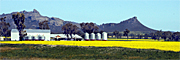 Australia, vic, victoria, farm, farms, silo, silos, Farming, Farmland, farm, farms, Agriculture, Canola, Canola crop, canola crops, canola field, canola fields, field, fields, crop, crops, oilseed, oilseed crop, oilseed crops, Brassica, brassica napus, oil, oils, rape, rape crop, rape crops, rural, rural scene, rural scenes, australia, vic, victoria.