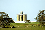 Australia, vic, victoria, farm, farms, silo, silos, tree, trees, sheep, Rural, Rural Scene, Rural Scenes, Farming, Farmland, farm, farms, Agriculture, storage, grain storage, grain silo, grain silos, silo, silos, cereal, cereals, cereal storage, rural, rural scene, rural scenes.