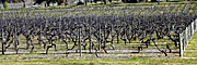 Agriculture, Australia, Fruit, Grape, Grapes, Vine, vines, vineyard, vineyards, grapevine, grapevines, grape vine, grape vines, vitis, industry, wine, wine industry, rural, rural scene, rural scenes, penfolds, penfolds winery.