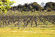 Agriculture, Australia, Fruit, Grape, Grapes, Vine, vines, vineyard, vineyards, grapevine, grapevines, grape vine, grape vines, vitis, industry, wine, wine industry, rural, rural scene, rural scenes, penfolds, penfolds winery.