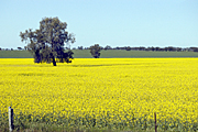 Australia, vic, victoria, agriculture, fence, fences, tree, trees, Farming, Farmland, farm, farms, Agriculture, Canola, Canola crop, canola crops, canola field, canola fields, field, fields, crop, crops, oilseed, oilseed crop, oilseed crops, Brassica, brassica napus, oil, oils, rape, rape crop, rape crops, rural, rural scene, rural scenes, australia, vic, victoria.