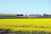 Australia, vic, victoria, agriculture, fence, fences, farm, farms, Farming, Farmland, farm, farms, Agriculture, Canola, Canola crop, canola crops, canola field, canola fields, field, fields, crop, crops, oilseed, oilseed crop, oilseed crops, Brassica, brassica napus, oil, oils, rape, rape crop, rape crops, rural, rural scene, rural scenes, australia, vic, victoria.
