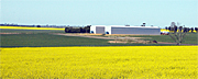 Australia, vic, victoria, agriculture, farm, farms, Farming, Farmland, farm, farms, Agriculture, Canola, Canola crop, canola crops, canola field, canola fields, field, fields, crop, crops, oilseed, oilseed crop, oilseed crops, Brassica, brassica napus, oil, oils, rape, rape crop, rape crops, rural, rural scene, rural scenes, australia, vic, victoria.