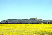 Australia, vic, victoria, agriculture, Farming, Farmland, farm, farms, Agriculture, Canola, Canola crop, canola crops, canola field, canola fields, field, fields, crop, crops, oilseed, oilseed crop, oilseed crops, Brassica, brassica napus, oil, oils, rape, rape crop, rape crops, rural, rural scene, rural scenes, australia, vic, victoria.