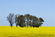 Australia, vic, victoria, agriculture, tree, trees, Farming, Farmland, farm, farms, Agriculture, Canola, Canola crop, canola crops, canola field, canola fields, field, fields, crop, crops, oilseed, oilseed crop, oilseed crops, Brassica, brassica napus, oil, oils, rape, rape crop, rape crops, rural, rural scene, rural scenes, australia, vic, victoria.