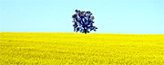 Australia, vic, victoria, agriculture, tree, trees, Farming, Farmland, farm, farms, Agriculture, Canola, Canola crop, canola crops, canola field, canola fields, field, fields, crop, crops, oilseed, oilseed crop, oilseed crops, Brassica, brassica napus, oil, oils, rape, rape crop, rape crops, rural, rural scene, rural scenes, australia, vic, victoria.