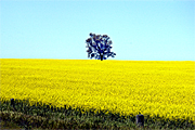 Australia, vic, victoria, agriculture, tree, trees, Farming, Farmland, farm, farms, Agriculture, DFF, DFFAGRIC, Canola, Canola crop, canola crops, canola field, canola fields, field, fields, crop, crops, oilseed, oilseed crop, oilseed crops, Brassica, brassica napus, oil, oils, rape, rape crop, rape crops, rural, rural scene, rural scenes, australia, vic, victoria.