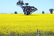 Australia, vic, victoria, agriculture, fence, fences, tree, trees, Farming, Farmland, farm, farms, Agriculture, Canola, Canola crop, canola crops, canola field, canola fields, field, fields, crop, crops, oilseed, oilseed crop, oilseed crops, Brassica, brassica napus, oil, oils, rape, rape crop, rape crops, rural, rural scene, rural scenes, australia, vic, victoria.