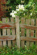 Australia, tas, tassie, tasmania, brickendon, fence, fences, rose, roses.