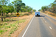 Australia, wa, western australia, outback, australian outback, outback australia, road sign, road signs, sign, signs, cattle, cow, cows, road, roads, caution, warning, warning sign, warning signs, caravan, caravans, tree, trees.