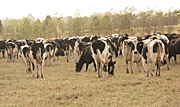 Australia, vic, victoria, Farming, Farmland, farm, farms, Animal, Animals, Cow, Cows, dairy cow, dairy cows, dairy cattle, cattle, livestock, meat trade, meat industry, rural, grass, rural scene, rural scenes, agriculture, dairy farm, dairy farms, dairy farming.