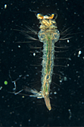 Photomicrograph, mosquito, mosquitoes, larva, larvae, household, pest, pests, public health, biting, fly, dipteran, water, aquatic, Insecta, insect, insects, Diptera, Culicidae.