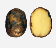 Vegetable, vegetables, potato, potatoes, late blight, blights, potato light blight, Phytophthora, tuber, tubers, Solanum, tuberosum, fungus, fungal, disease, diseases, pathogen, agriculture.