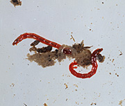 Aquatic, red, larva, chironomid, midge, Chironomus, riparius, bloodworm, Insecta, Diptera, Chironomyidae, insect, arthropod, indicator, species, chemical, toxicology, environment, pollution, polluted, river, rivers, worm, worms, larva, larvae.