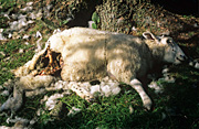 Animal, animals, sheep, meat industry, meat trade, livestock, agriculture, dog, dogs, attack, Ovis aries, killed, kill, dead, dead animal, dead animals, dead sheep, died, wound, wounds, Lake District, england, uk, united kingdom, great britain, britains.