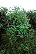Tree, trees, cinchona, cinchona officinalis, officinalis, Quinaquina, extract, extracts, extraction, malaria, drug, medicine, medical, Kericho, East, Africa, Kenya.