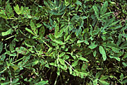 Food, Nuts, nuts, peanut, peanuts, groundnut, Arachis hypogea, hypogea, arachis, late leaf spot, leaf spot, Phaeoisariopsis personata, fungus, fungal, crop, plant, disease, pathogen, agriculture, leaf, leaves, plant, plants, lesion, lesions, spots, spot.