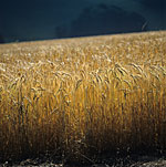 Agriculture, crop, crops, barley, barley crop, barley crops, barley field, barley fields, cereal grain, cereal crop, cereal crops, Wiltshire, England, UK.