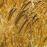 Agriculture, crop, crops, barley, barley crop, barley crops, barley field, barley fields, cereal grain, cereal crop, cereal crops, Hampshire, England, UK.