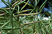 Agriculture, Canola, Canola crop, canola crops, canola field, canola fields, field, fields, crop, crops, oilseed, oilseed crop, midge, midges, oilseed crops, Brassica, brassica napus, oil, oils, rape, rape crop, rape crops, photomicrograph, bladder pod, midge, Dasyneura, brassicae, larva, larvae, insect, Insecta, Diptera, Cecidomyiidae, pest, agriculture, oilseed, rape, canola, colza, Brassicae, brassica, crop, crops, seedpod, pod, pods.