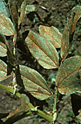 Close up, late, season, infection, field bean, broad bean, bean, rust, Uromyces, viciae-fabae, Vicia faba, fungus, fungal, crop, plant, vegetable, disease, pathogen, red, pustule, pustules, agriculture