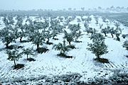 Nut, nuts, almond, almonds, tree, trees, almond tree, almond trees, orchard, orchards, snow, snow scene, snow scenes, winter, blizzard, blizzards.