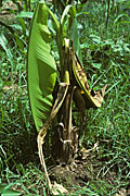 Food, fruit, fruit tree, fruit trees, banana, bananas, banana tree, banana trees, southern, blight, southern blight, Sclerotium, rofsii, rot, sclerotia, fungus, fungal, crop, plant, disease, pathogen, banana, Musa, paradisiaca, young, killed, dead, leaf, leaves, wilted, wilt, damage, Thailand.