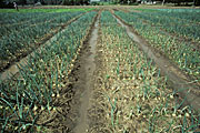 Vegetable, vegetables, onion, onions, Allium, cepa, allium cepa, crops, crop, bacterial, blight, bacterial blight, Xanthomonas, campestris, agriculture, bacteria, bacterial, disease, pathogen, Thailand.