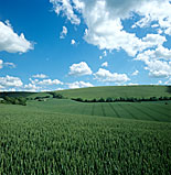 Farming, Farmland, farm, farms, Agriculture, rural, rural scene, rural scenes, crop, crops, wheat, wheat crop, wheat crops, cloud, clouds.