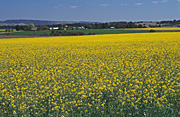 Australia, agriculture, fence, fences, Farming, Farmland, farm, farms, Agriculture, Canola, Canola crop, canola crops, canola field, canola fields, field, fields, crop, crops, oilseed, oilseed crop, oilseed crops, Brassica, brassica napus, oil, oils, rape, rape crop, rape crops, rural, rural scene, rural scenes, australia, nsw, new South Wales.