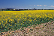 Australia, agriculture, Farming, Farmland, farm, farms, Agriculture, Canola, Canola crop, canola crops, canola field, canola fields, field, fields, crop, crops, oilseed, oilseed crop, oilseed crops, Brassica, brassica napus, oil, oils, rape, rape crop, rape crops, rural, rural scene, rural scenes, australia, nsw, new South Wales.