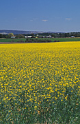 Australia, agriculture, fence, fences, Farming, Farmland, farm, farms, Agriculture, Canola, Canola crop, canola crops, canola field, canola fields, field, fields, crop, crops, oilseed, oilseed crop, oilseed crops, Brassica, brassica napus, oil, oils, rape, rape crop, rape crops, rural, rural scene, rural scenes, australia, nsw, new South Wales.
