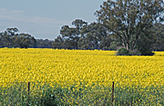 Australia, agriculture, fence, fences, tree, trees, Farming, Farmland, farm, farms, Agriculture, Canola, Canola crop, canola crops, canola field, canola fields, field, fields, crop, crops, oilseed, oilseed crop, oilseed crops, Brassica, brassica napus, oil, oils, rape, rape crop, rape crops, rural, rural scene, rural scenes, australia, nsw, new South Wales.