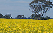 Australia, agriculture, tree, trees, Farming, Farmland, farm, farms, Agriculture, Canola, Canola crop, canola crops, canola field, canola fields, field, fields, crop, crops, oilseed, oilseed crop, oilseed crops, Brassica, brassica napus, oil, oils, rape, rape crop, rape crops, rural, rural scene, rural scenes, australia, nsw, new South Wales.