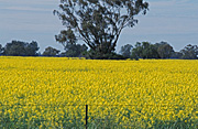 Australia, agriculture, fence, fences, tree, trees, Farming, Farmland, farm, farms, Agriculture, Canola, Canola crop, canola crops, canola field, canola fields, field, fields, crop, crops, oilseed, oilseed crop, oilseed crops, Brassica, brassica napus, oil, oils, rape, rape crop, rape crops, rural, rural scene, rural scenes, australia, nsw, new South Wales.