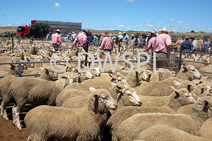 stock photo image: Australia, tas, tassie, tasmania, animal, animals, sheep, meat industry, meat trade, livestock, agriculture, sale, sales, sheep sale, sheep sales, fence, fences, people, man, men, male, males, farmer, farmers, DFF, DFFAGRIC.