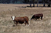 Australia, sa, south australia, Australia, Farming, Farmland, farm, farms, Cow, Cows, animal, animals, cattle, meat industry, meat trade, beef, hereford, herefords, beef cow, beef cows, beef cattle.