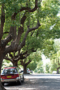 Australia, New South Wales, sydney, road, roads, sealed, sealed road, sealed roads, car, cars, transport, transportation, vehicle, vehicles, tree, trees.