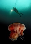 Hairy Stinger and scuba diver (Cyanea capillata) Atlantic ocean, north atlantic ocean