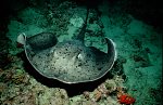 Black-spotted stingray (Taeniura meyeni)