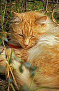 Animal, animals, cat, cats, domestic, domestic cat, domestic cats, ginger, ginger cat, ginger cats.