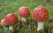 Fungi, fungus, fly agaric, amanita, muscaria, amanita muscaria.