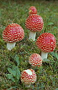 Fungi, fungus, fly agaric, amanita, muscaria, amanita muscaria.