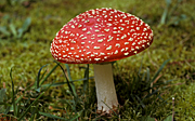 Fungi, fungus, fly agaric, amanita, muscaria, amanita muscaria.
