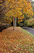 Australia, New South Wales, blue mountains, great dividing range, autumn, autumn scene, autumn scenes, road, roads, sealed, sealed road, sealed roads, tree, trees, lawn, lawns.