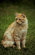 Animal, animals, cat, cats, domestic, domestic cat, domestic cats, ginger, ginger cat, ginger cats.