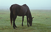Animal, animals, horse, horses, brown, brown horse, brown horses, mist, misty, rural, rural scene, rural scenes, nsw, new South Wales, australia, hawkesbury, hawkesbury, hawkesbury area, hawkesbury region, hawkesbury district.